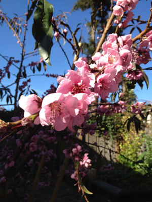 Nectaplum Blossom