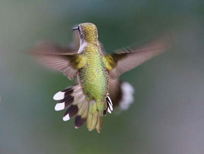 How to Free a Hummingbird